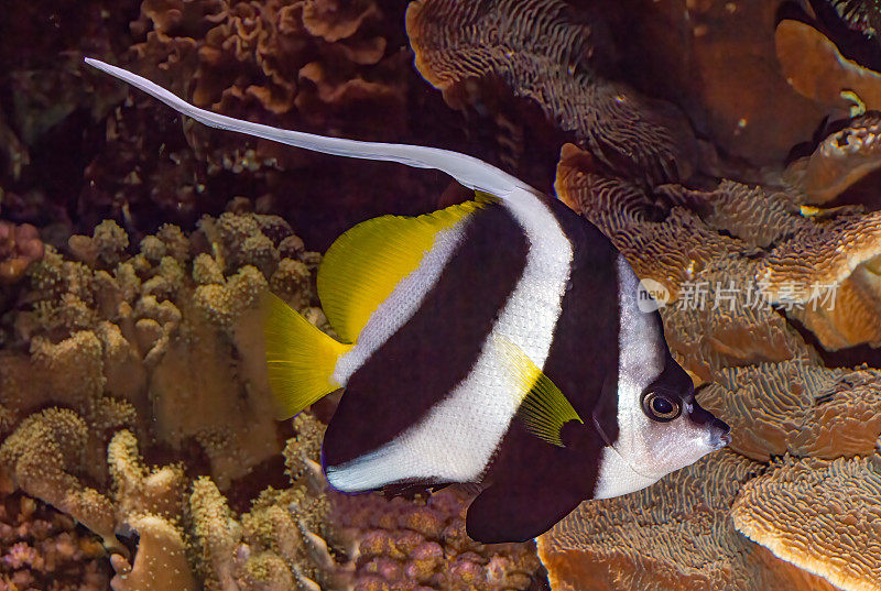 旗鱼(Heniochus acuminatus)，也被称为长鳍旗鱼、礁旗鱼或马夫鱼，是毛齿鱼科的一种鱼类，原产于印度太平洋地区。